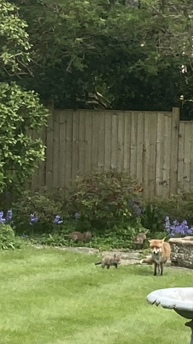 A special treat for Earth Day. I spotted Mrs Fox and her babies in my Aunt’s garden! 🌎💚🐝
#auntyplantyandtheecowarriors  #EarthDay2024 
@pegasuspublish @BBCCountryfile @ChrisGPackham