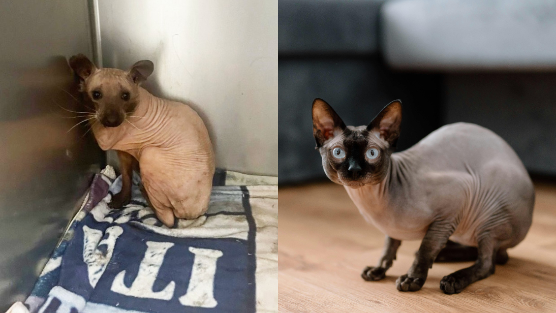 Cooperativa's tweet photo. Pareja pensó que había rescatado a un gato sin pelo, pero era un mapache con alopecia #CooperativaContigo https://t.co/1h02CUkwIq https://t.co/5TPlO9korX