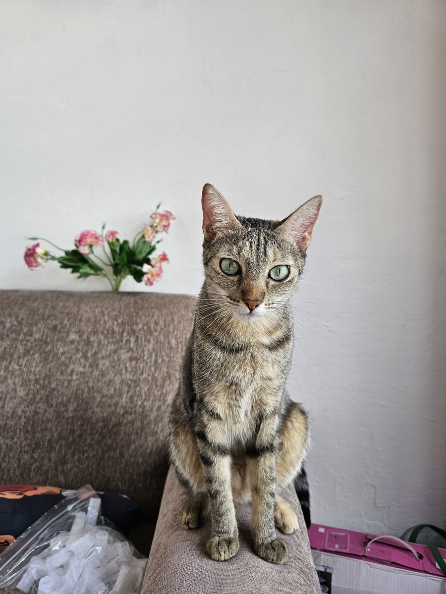 SusanIvetteS's tweet photo. HOLA gente de Fernando de la Mora Zona Sur
Si de por ahí llegan a ver a mi gatita me pueden tirar un mensaje porfa o llamada perdida y les devuelvo la llamada. O compartir la publicación para que llegue a más gente! 0994486195.Ella es Atenea y es muy tímida,2 años y castrada. https://t.co/9d9d6Wtm1X