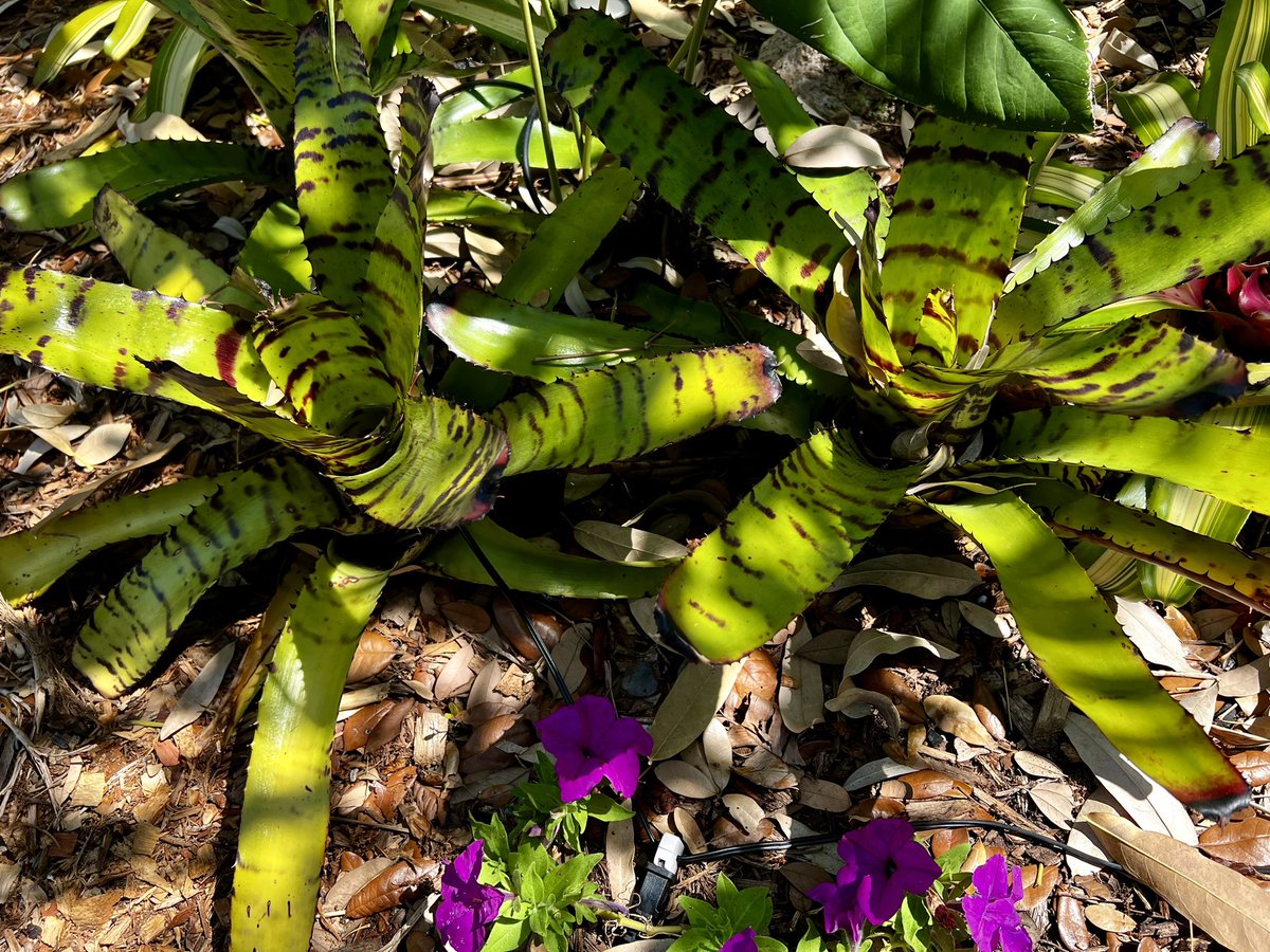 Tiger-pattern bromeliads 🪷🪻