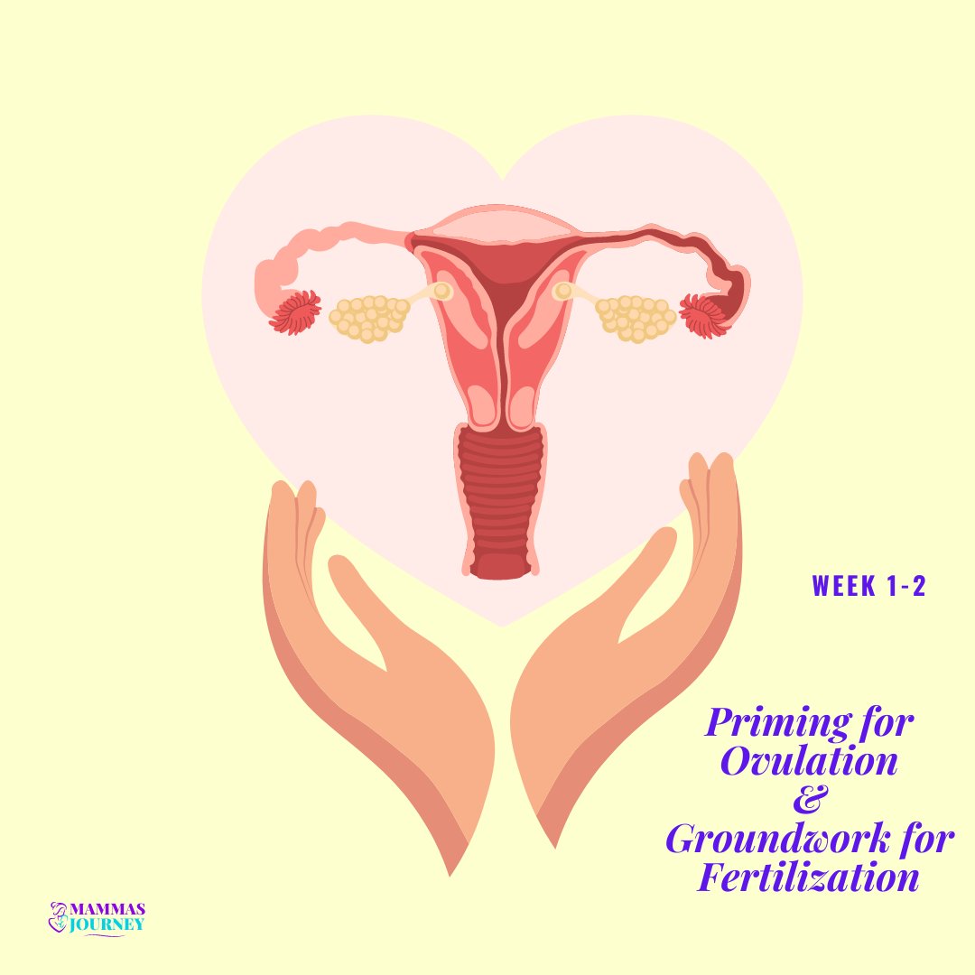 Pregnancy Week 1-2
Priming for Ovulation &
Groundwork for Fertilization

#mammasjourney #mother #motherlove #newmother #pregnant #pregnancy #pregnancydiary #pregnancytips #pregnancyfitness #pregnancyjourney #pregnancyjournal #pregnancylife