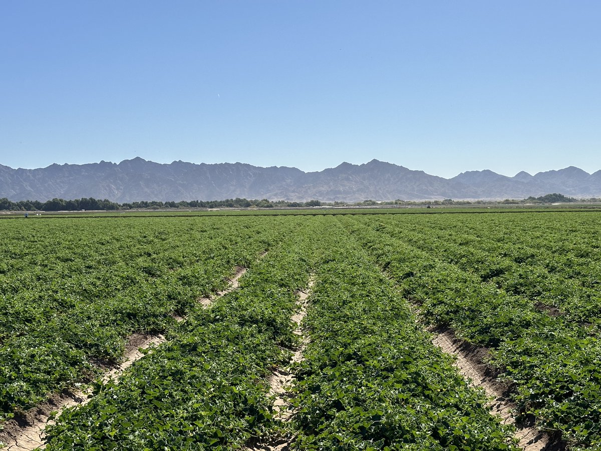 Melon vines in the morning!
