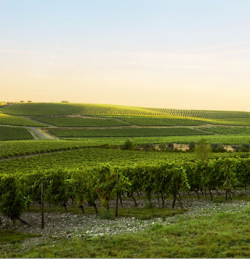 remymartinUS's tweet photo. Where we’re from inspires who we become. This #EarthDay, we’re sharing the sustainable steps we take to protect the ground we’ve called home since 1724.

This includes our commitments to reducing our bottles’ carbon emissions by 50% by 2030 and achieving Net Zero by 2050.