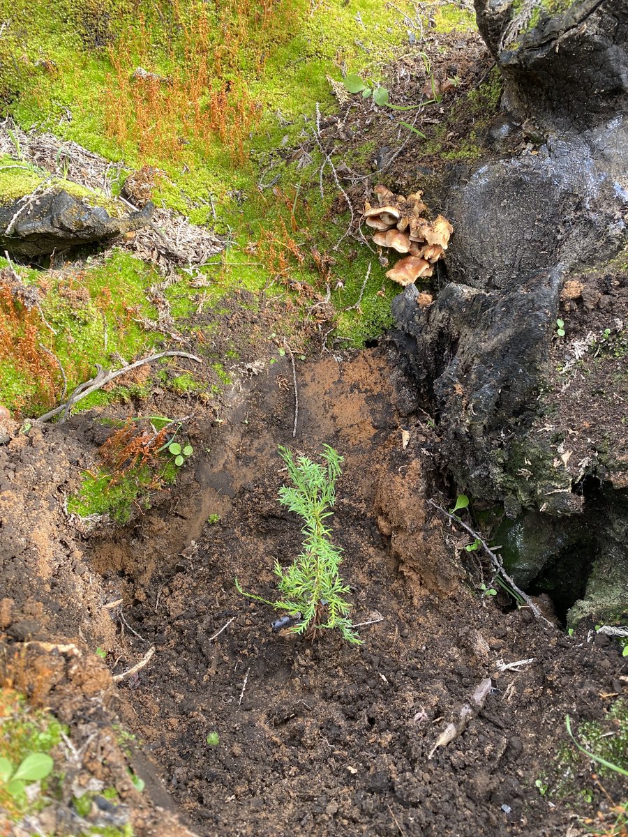 Nico Wolf tweet media