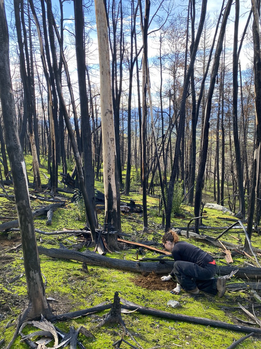 Nico Wolf tweet media