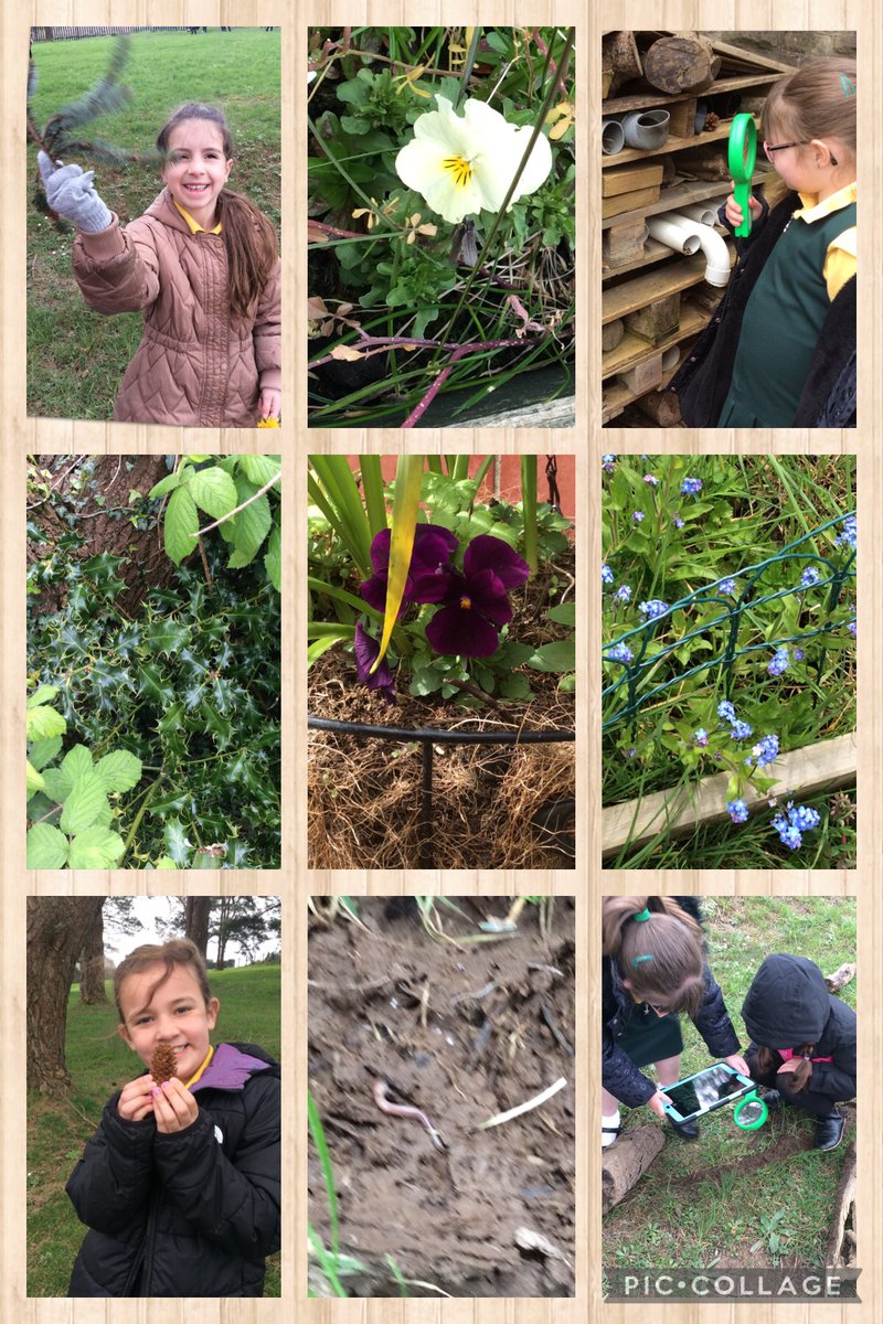 O dan y chwyddwydr 🔎 mwynheuon ni archwilio i weld beth bydden ni’n darganfod yn nghynefin yr ysgol 🌸🐞🌿🕷🌼 Under the lense 🔎 we enjoyed investigating to see what we could discover in our school’s habitat 🌸🐞🌿🕷🌼 @ysgolcynwydsant