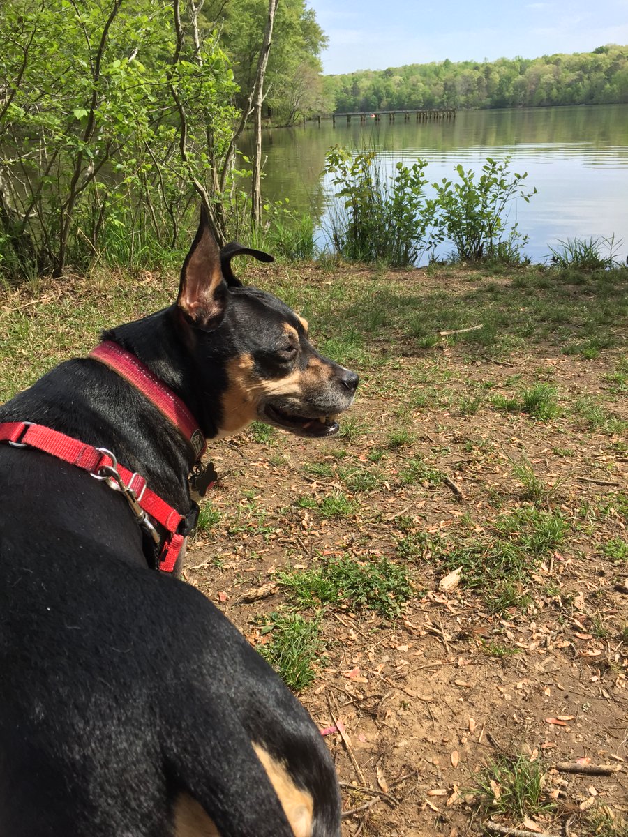 It's been 2 years today since I said goodbye to my best friend. 
We had 11 amazing years together, she got me through the hardest times of my life. I adopted her after my mom passed away and I truly don't think I'd be here today without her.

You were the best dog, Penny.💕🐾