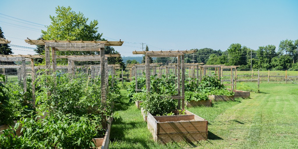 The harvest from Martha's Community Farm, a program of @CSSPhiladelphia, complements its food pantry and helps to feed more than 5,000 neighbors each month. Explore how Catholic Charities serve their communities while caring for God's creation. #EarthDay bit.ly/4aLqxJJ