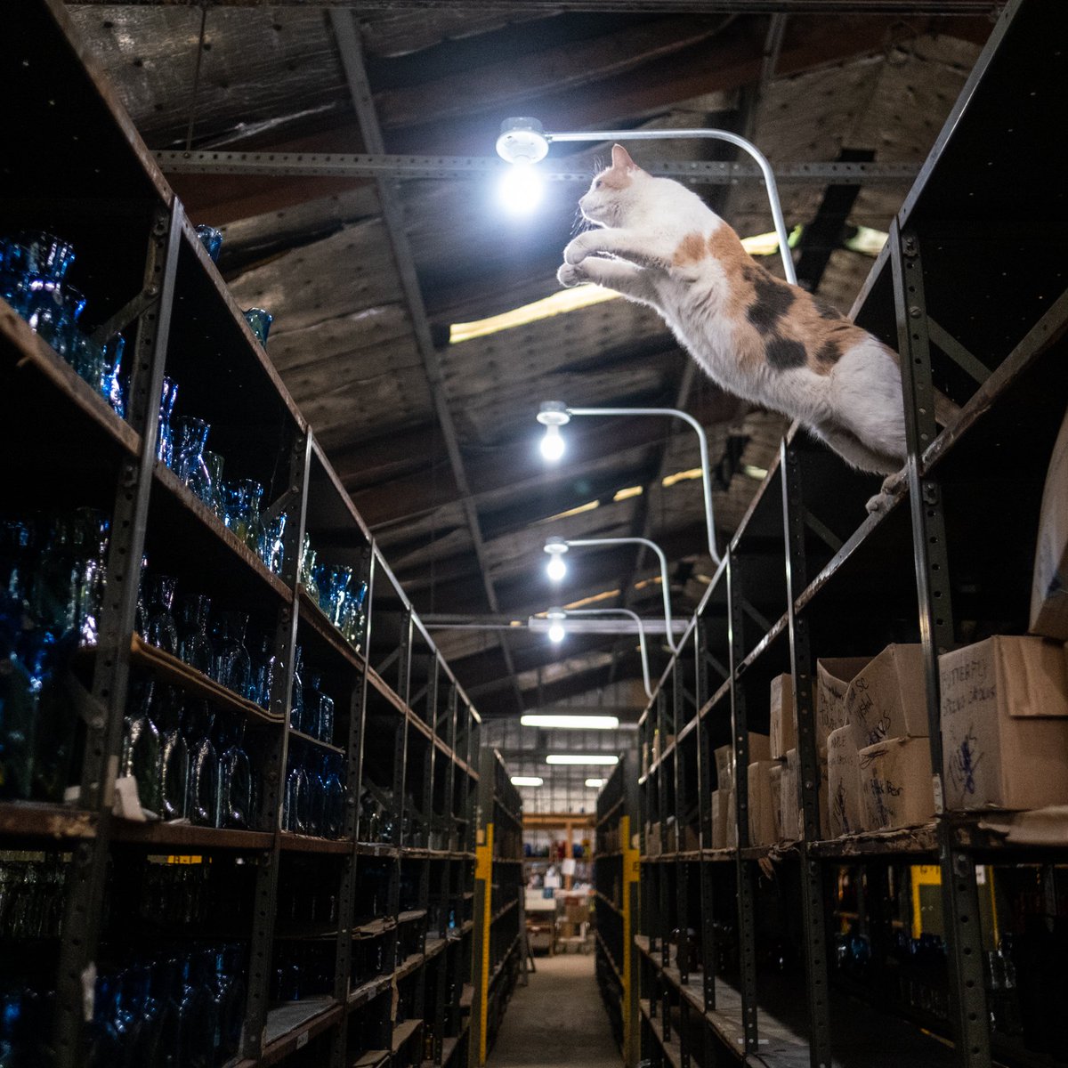 Daisy, workshop cat (and supervisor) at the Blenko Glass Company, West Virginia.