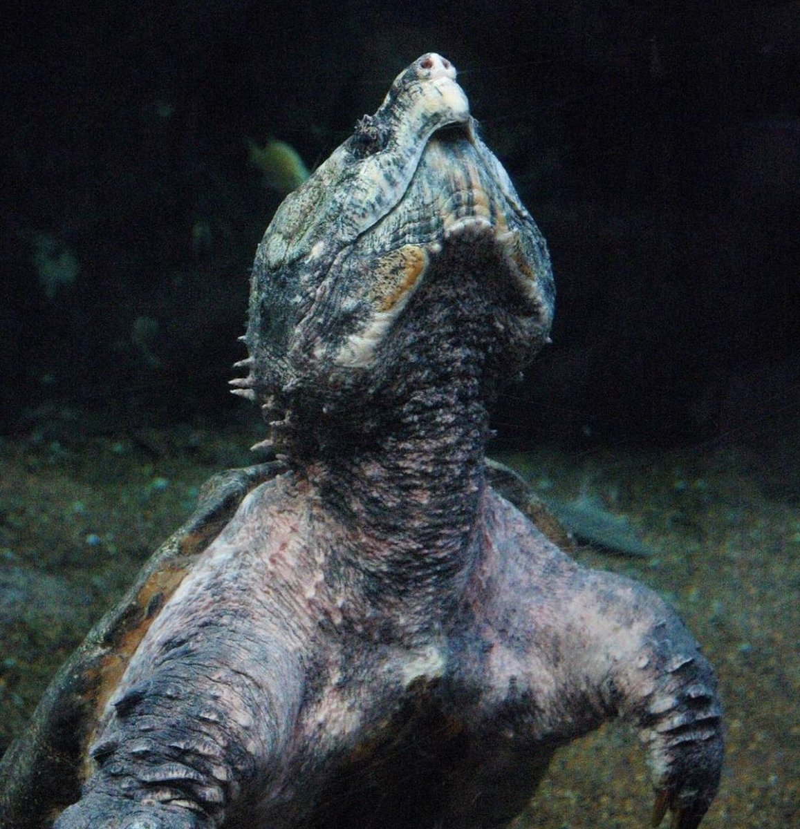The Alligator Snapping Turtle is the largest freshwater turtle in North America and is often called the ‘dinosaur of the turtle world’ due to its spikey shell and scaly tail!
