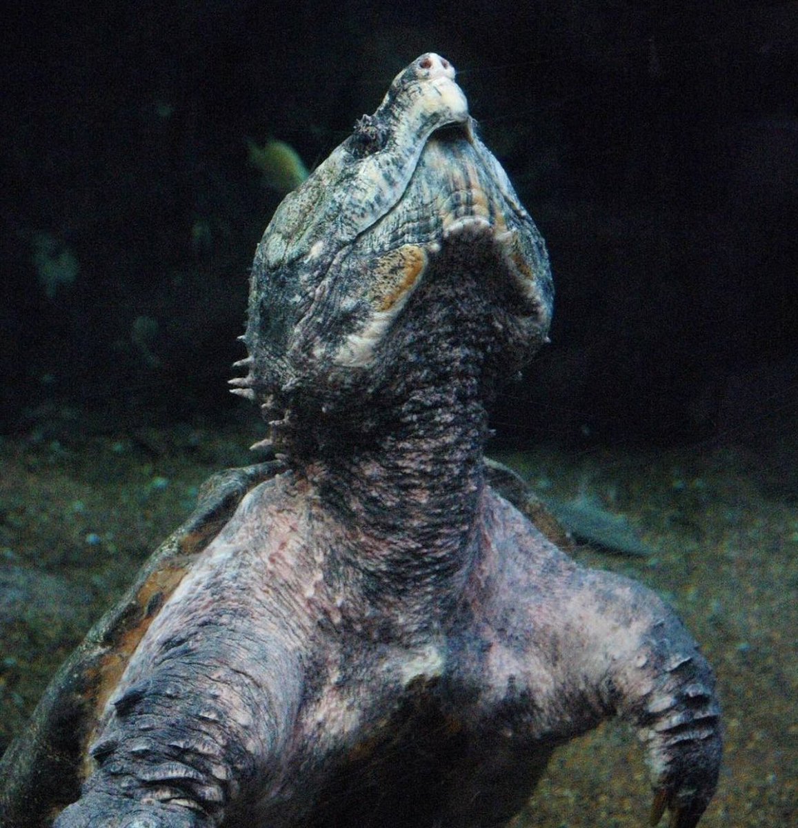 turtletweets's tweet photo. The Alligator Snapping Turtle is the largest freshwater turtle in North America and is often called the ‘dinosaur of the turtle world’ due to its spikey shell and scaly tail! https://t.co/vhiTmmKB8d