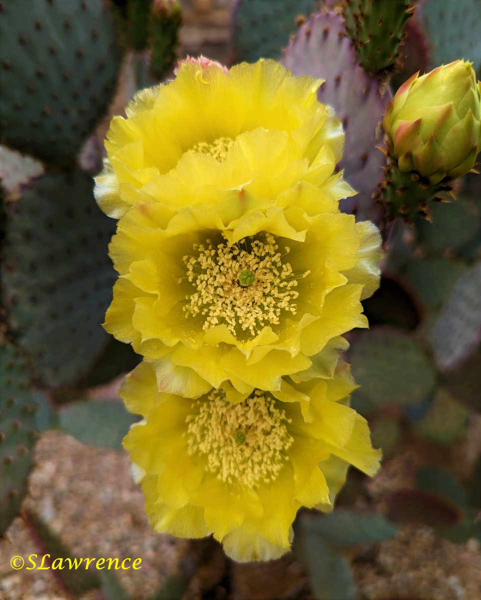 #Flowers in honor of May Day concludes with Prickly Pear cactus blossoms.  #MayDay #photo #photography #TwitterPhotographyCommunity #TwitterNaturePhotography #TwitterNatureCommunity #NaturePhotography #nature #flowerphotography #FlowersOfTwitter #SundayYellow #YellowSunday