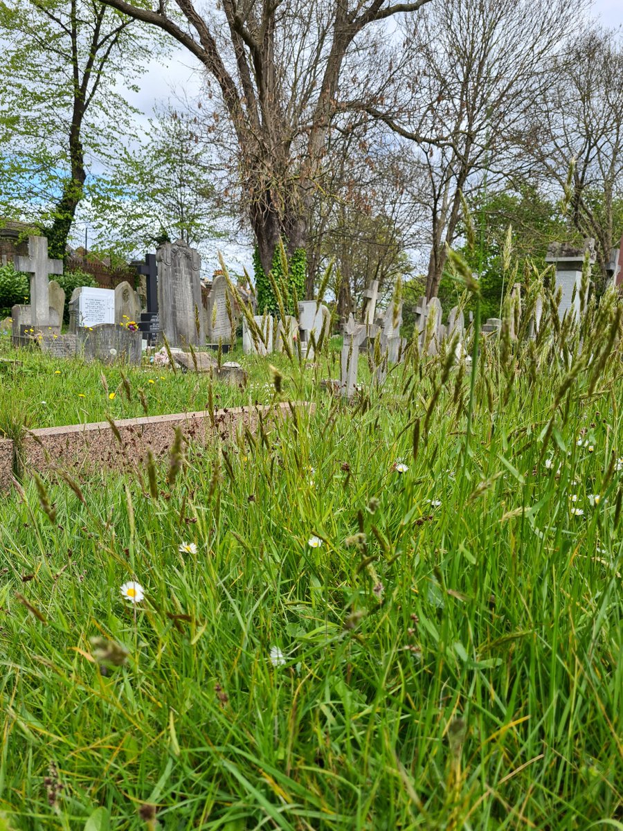 If you interested in learning how to go about identifying wild flowers, join me in the fabulous @WNCemetery next Sat 27 April for a FREE workshop from 10 -11:30am. Absolute beginners very welcome. Please book your place here... westnorwoodcemetery.org/wildflowers