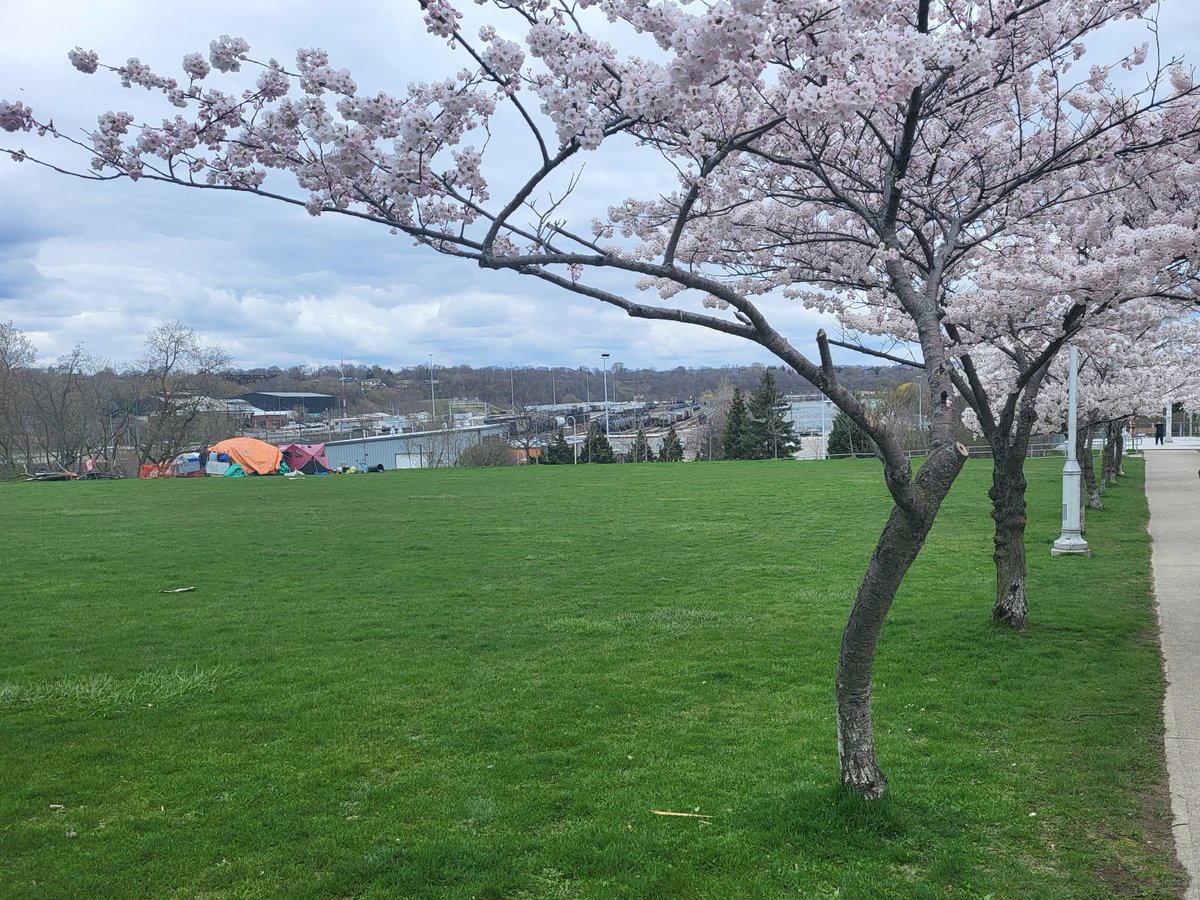 Unsurprisingly the Bayfront Park cherry blossoms are super early this year. #hamont