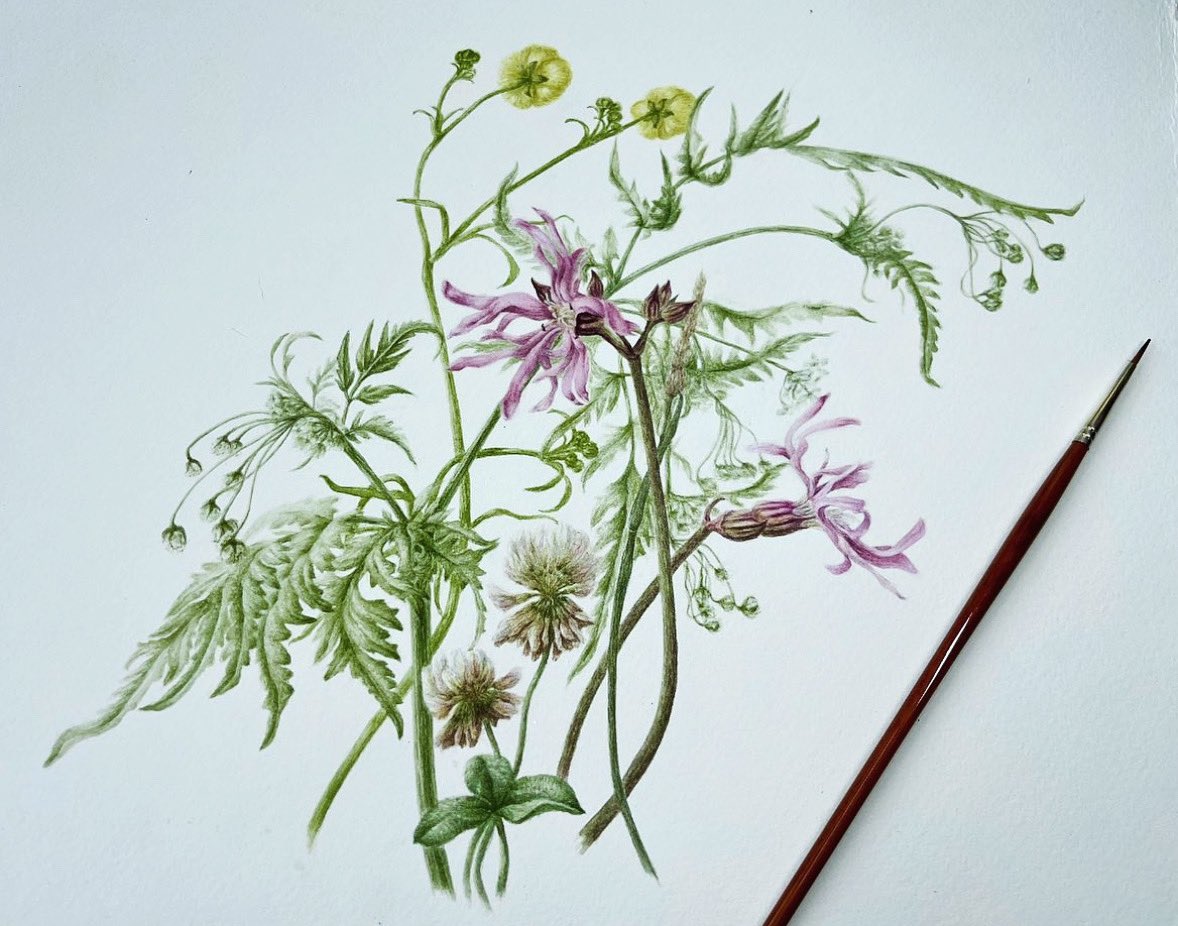 The meadow flowers are slowly returning. #botanicalart #aseasonalyear