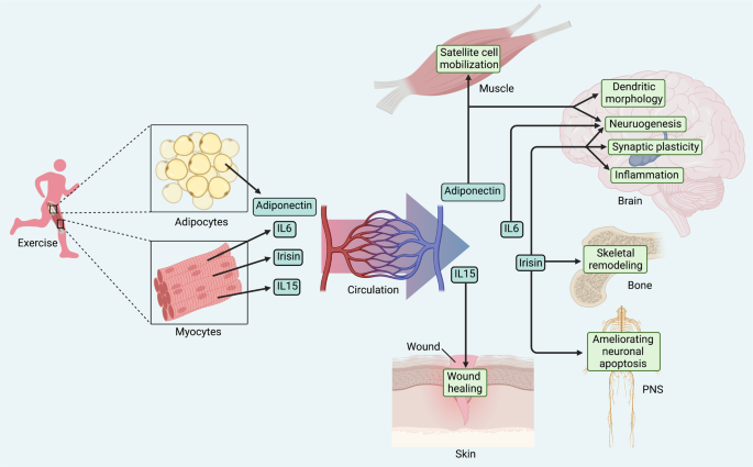 Role of exercise-induced molecular mediators (exerkines) in tissue regeneration

Examples of exerkines👇
▶️irisin
▶️adiponectin
▶️interleukins

#exercise #regeenration #muscle #bone #nerve 
nature.com/articles/s4139…