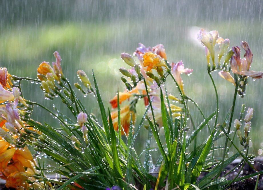 La pioggia non dà tregua e i fiori stanno perdendo i colori. 
#scritturebrevi