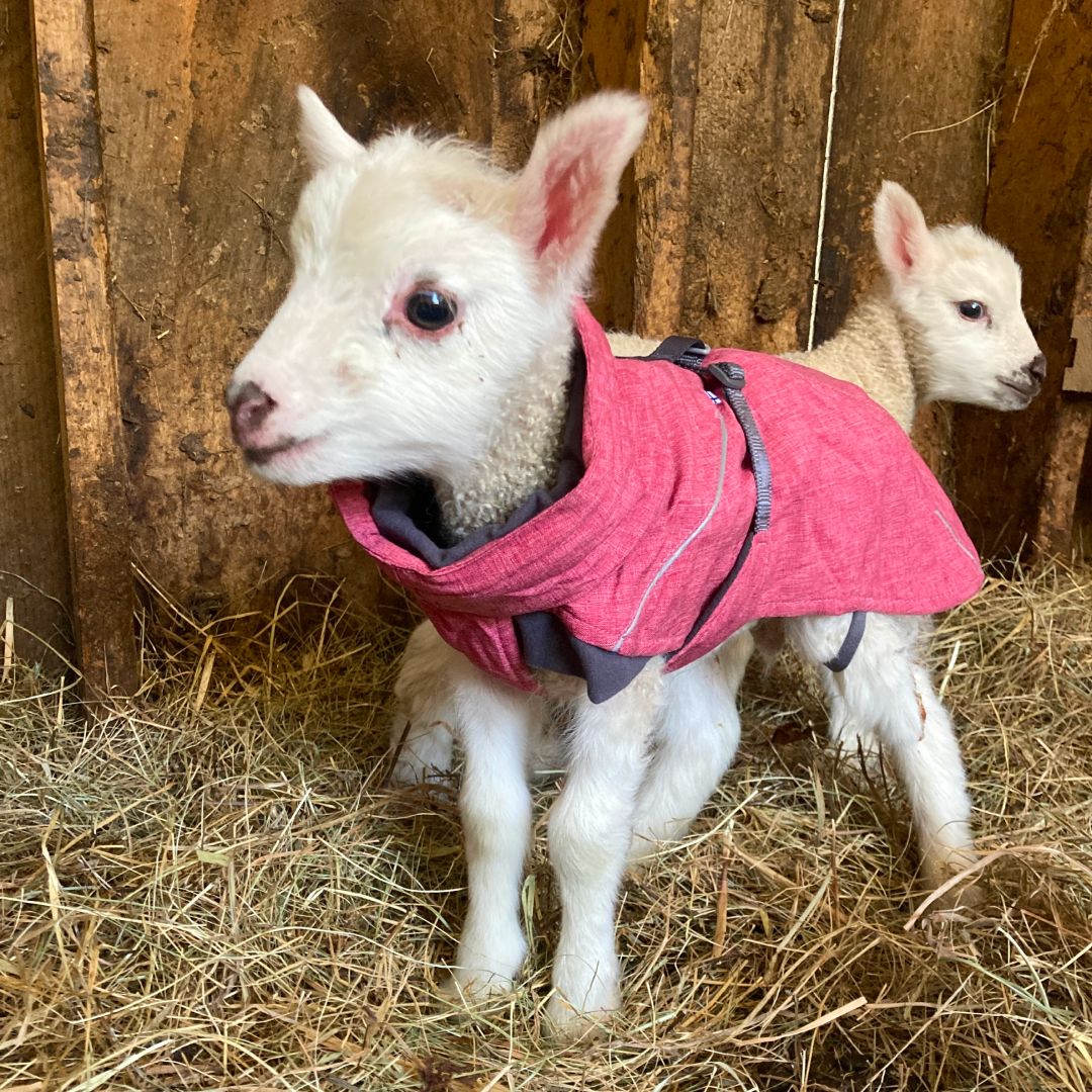 Senior staff writer Doug Mahoney moonlights as a rural homesteader, and every spring his sheep give birth to tiny lambs. This teeny ewe was so small—and the nights get chilly—so our pet writer sent Doug our upgrade dog-coat pick to help keep her warm.