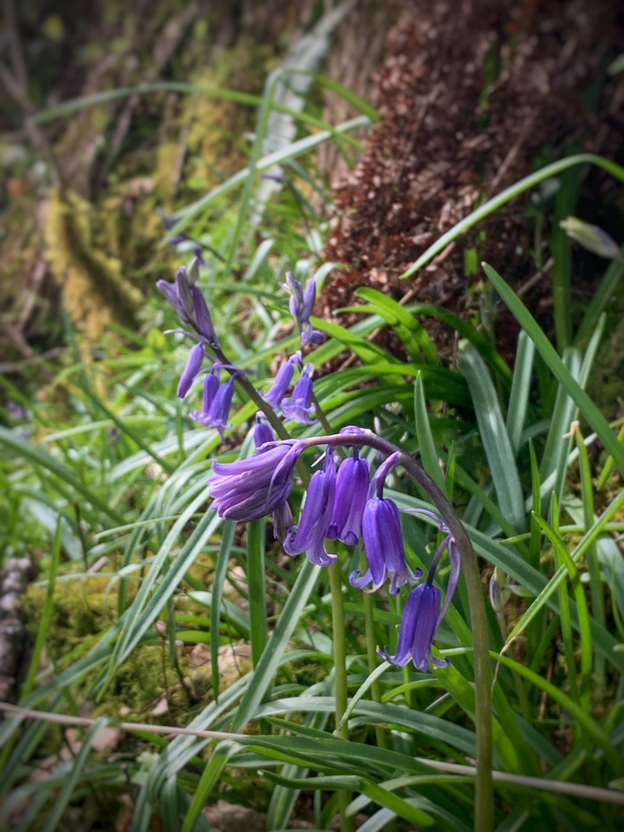 Springtime in the glen #bluebells