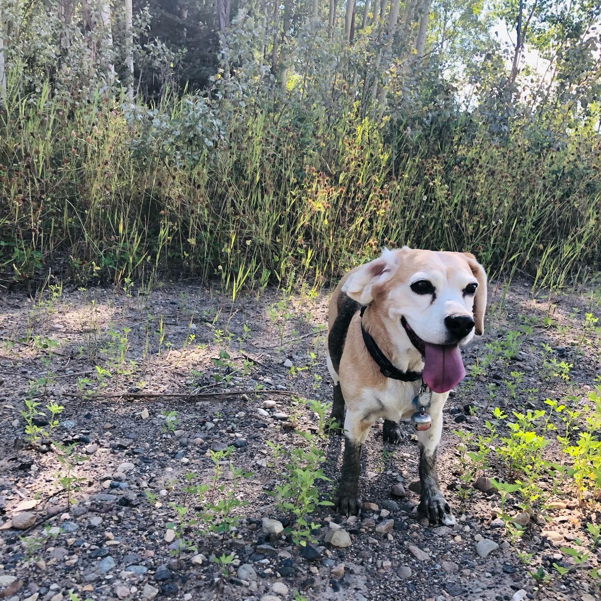 Let’s get #NationalBeagleDay trending on Twitter! Tweet and retweet as many posts as you can using the #NationalBeagleDay hashtag. 🐶🥳