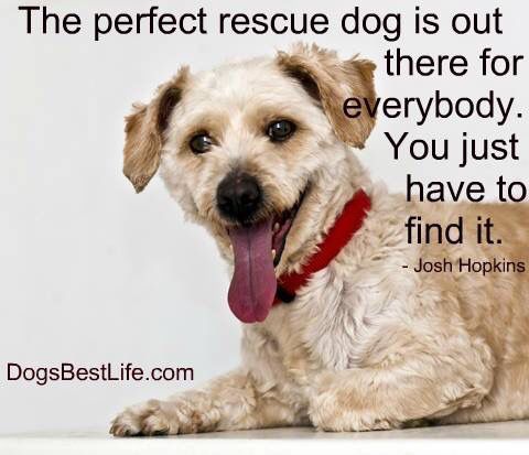 The perfect #rescue #dog is out there for everybody.  You just have to find it - Josh Hopkins

#Dogs #AdoptDontShop #AdoptAFriend #RescueDog #BestFriend #AdoptAFriend #GoodDog #DogsAreLove