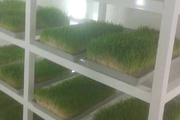 Jordan is one of the world’s driest countries – see how they’re tackling farming challenges with hydroponics in partnership with us - it's good news on #earthmonth! elffound.org/jordan #jordanranch #jordan #hydroponics #climate #elffound