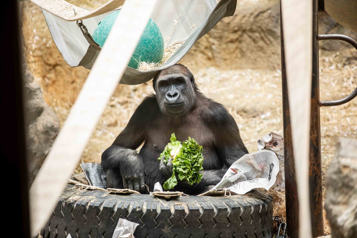 buffalozoo tweet picture