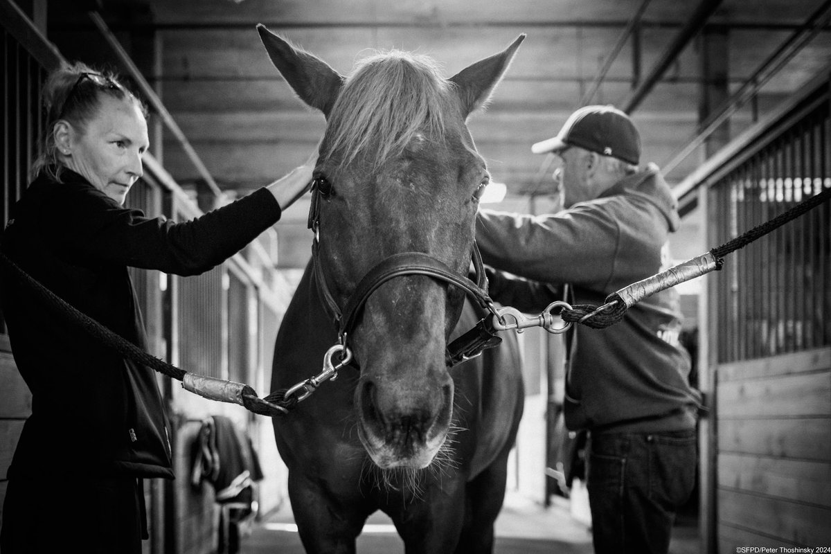 We're proud to highlight some of our department's best ambassadors - the SFPD Mounted Unit! This unit dates back to 1864 and is the 2nd oldest Mounted Patrol in the country after New York City. They supplement patrols throughout the city and can be seen at numerous events!