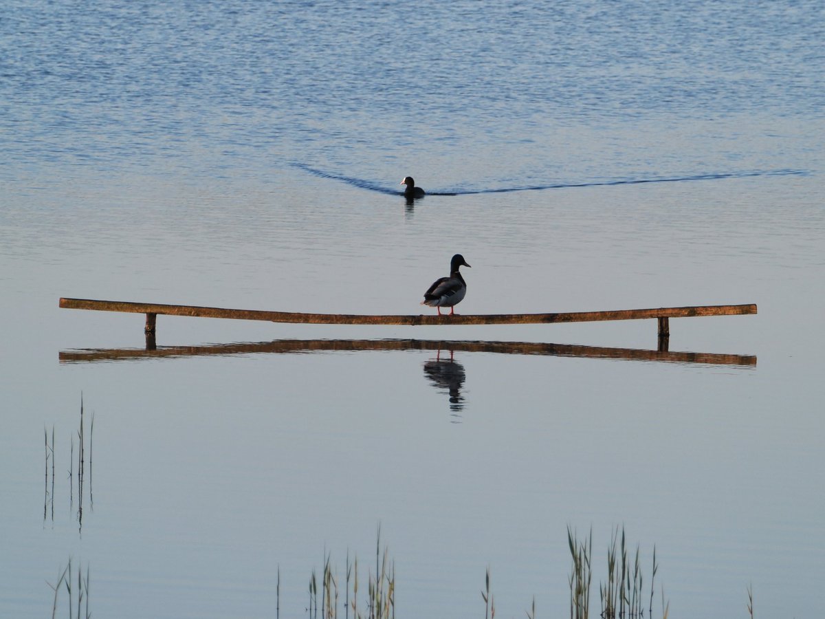 Paul1Mayhew's tweet photo. A heavy duck at #Minsmere @suffolksnaps https://t.co/nfKUUvLkjY