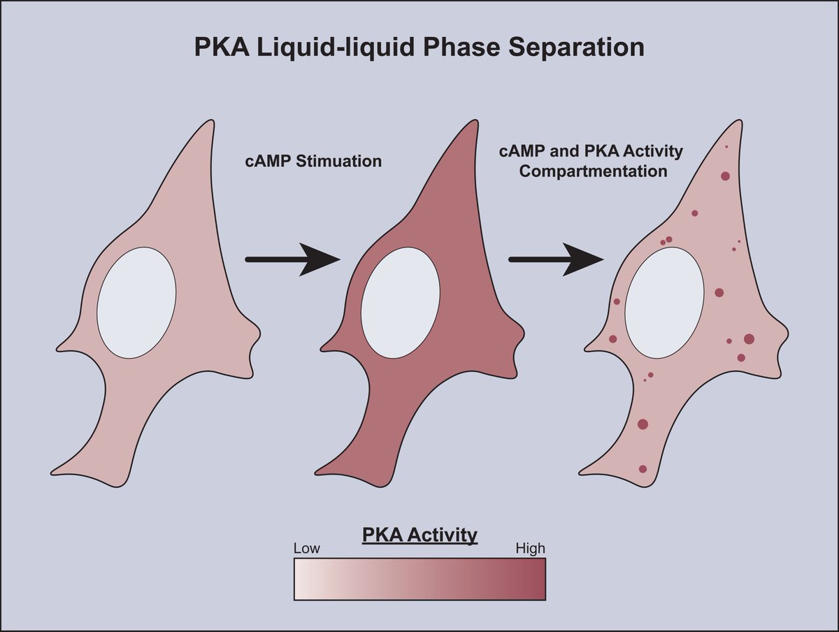 New research from @UCSDMedSchool shows cells form liquid droplets to regulate cAMP/PKA signaling #cellbiology today.ucsd.edu/story/liquid-d…