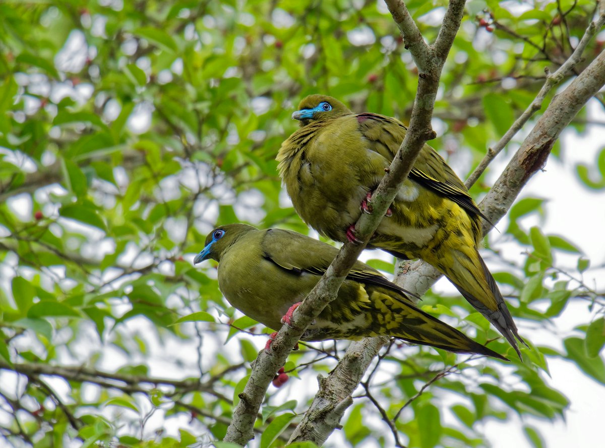 Spotted these stunning Yellow-vented Green Pigeons with their vibrant pops of yellow! These beautiful birds are found in Southeast Asia. 📷 Leslie Low #birdwatching #nature #photography #MondayMorning