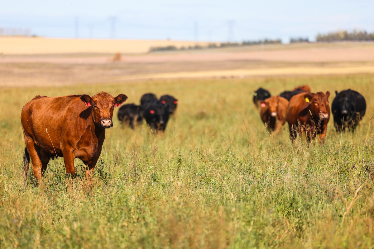 Happy Earth Day! 🌎 We do not take our beautiful pocket of the world for granted, and continuously strive to protect it. Thank you to the staff and students alike who lead us through innovation and research, we are proud to be environmental stewards in agriculture! #EarthDay