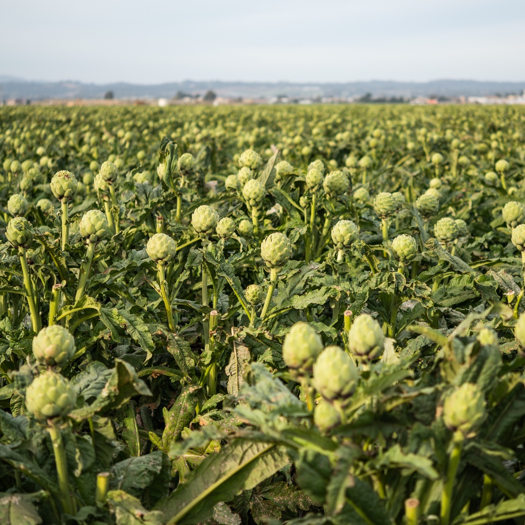 Happy #earthday! California is the most productive agricultural state in the Nation - and we'd like to keep it that way! Sustainable farming protects our natural resources + preserves the land for generations to come. 
#sustainableag #cagrown @cafoodandag @visitcalifornia