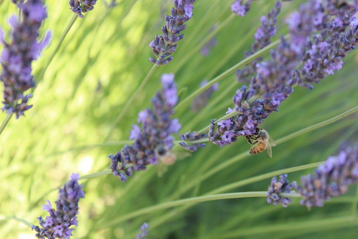 #RuralCountyPhoto: A honeybee enjoying a fragrant lavender field is #RCRC’s rural county photo of the week. This vibrant photo was captured by Daniel Rosca in @PlacerCA and submitted to #RCRC’s Annual Rural County Photo Contest in 2020. #RuralCounties