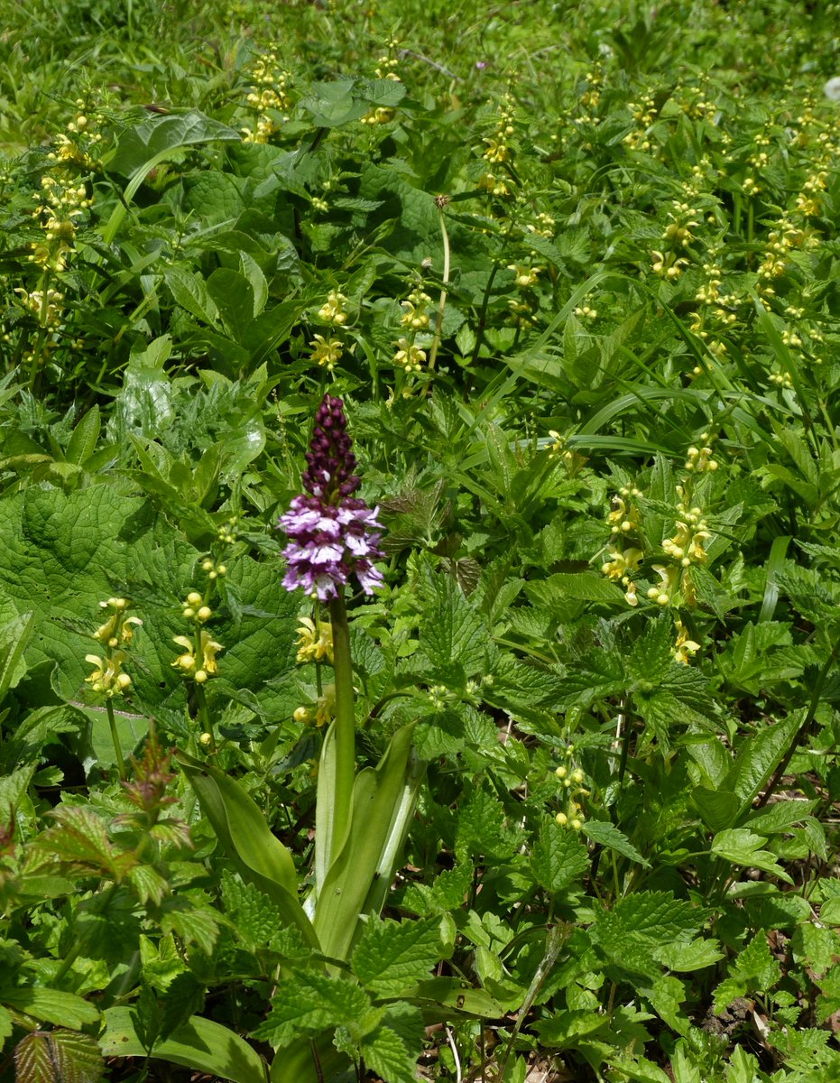 At an East Kent woodland site this afternoon ,I found some Lady Orchids just coming into flower around twenty in all ,some very bright Early Purples (at peak ) and several Fly Orchids .Also of interest was some sort of Wasp with several Pollinia stuck to his head on a Twayblade.