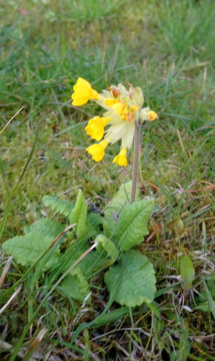 eileenmross's tweet image. #CowslipChallenge This solitary one is in East Kilbride, near Glasgow