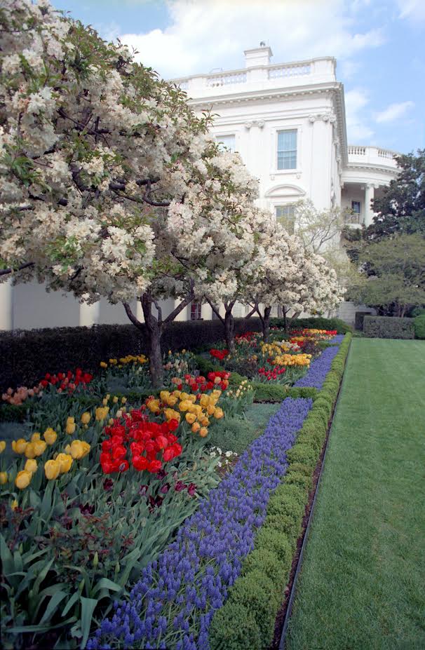 Happy #EarthDay! Click the link below to read President Reagan’s Statement on Earth Day from 04/22/1983. reaganlibrary.gov/archives/speec… --- View of the Rose Garden 04/22/1983 reaganlibrary.gov/archives/photo…