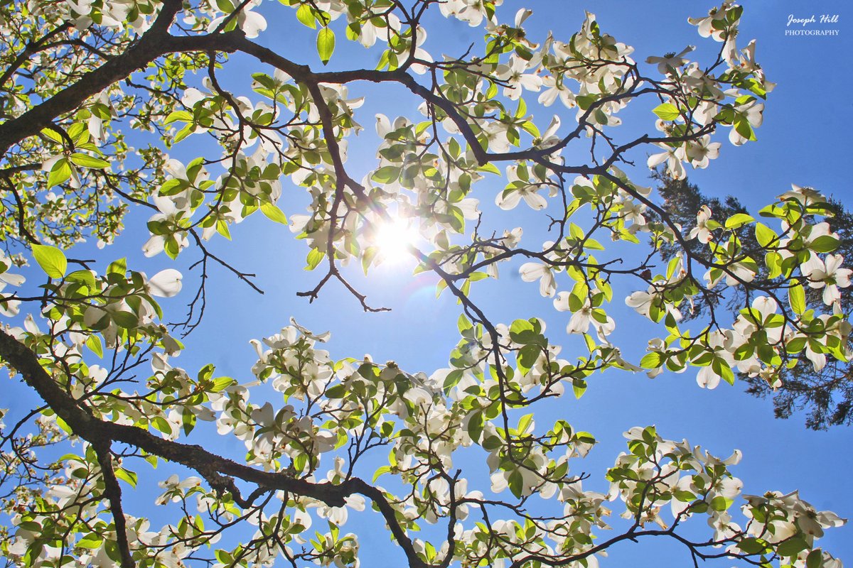 Spring Sunlight☀️🌸
Photo By: Joseph Hill🙂📸☀️🌸

#sunlight #springsunlight #spring #springtree #tree #flowers #dogwoods #daylight #sunnyday #beautiful #peaceful #nature #daytime #SpringVibes #springphotography #SouthernPinesNC #April