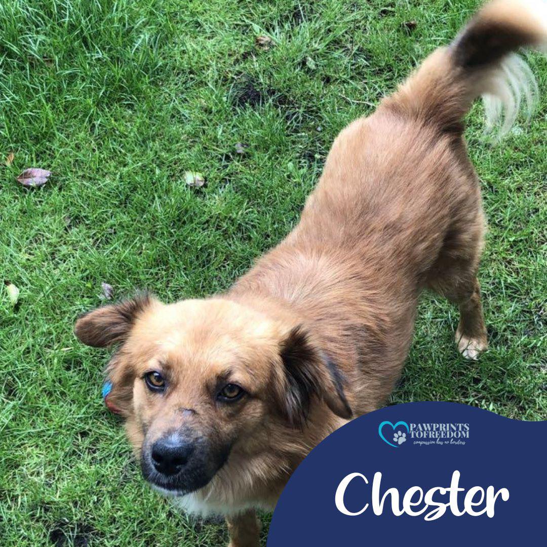 Hi, I’m Chester and I’m 2 years old. I’m currently in foster in Aberdeen but am looking for my fur-ever home, ideally with a doggy friend about my size. I'd love a quiet home. Can you please share me? 🙏pawprints2freedom.co.uk/adopt #adoptme #adoptable