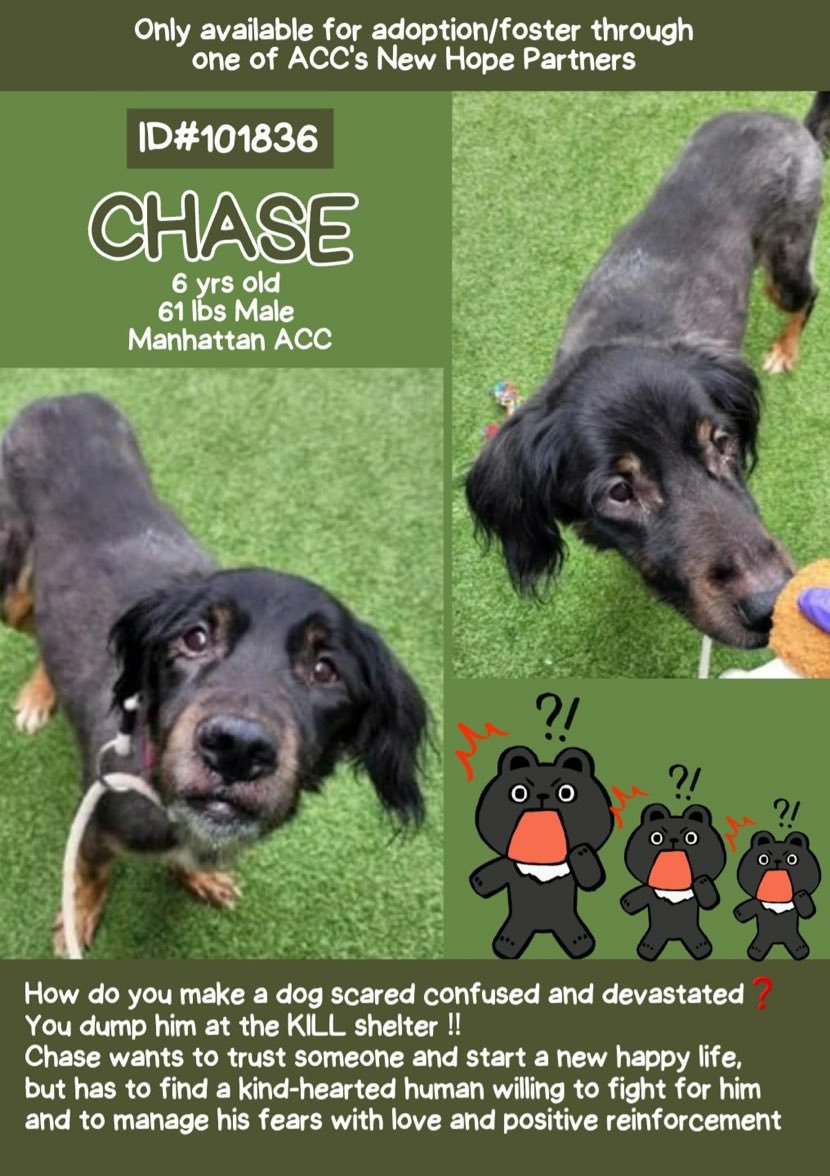 💔 NHO CHASE 6yrs #Macc Nycacc.app #101836💔
Poor lad was Dumped he's scared+confused he needs someone 2 work with him using positive reinforcement training give him lots of TLC ❤ bc he so deserves it 🙏 Dm @CathyPolicky @SuzanneSugar #FostersSaveLives #Adoptme