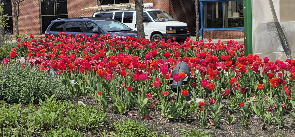 Lovely day for a walk downtown. #lunchtime 🤗🌹