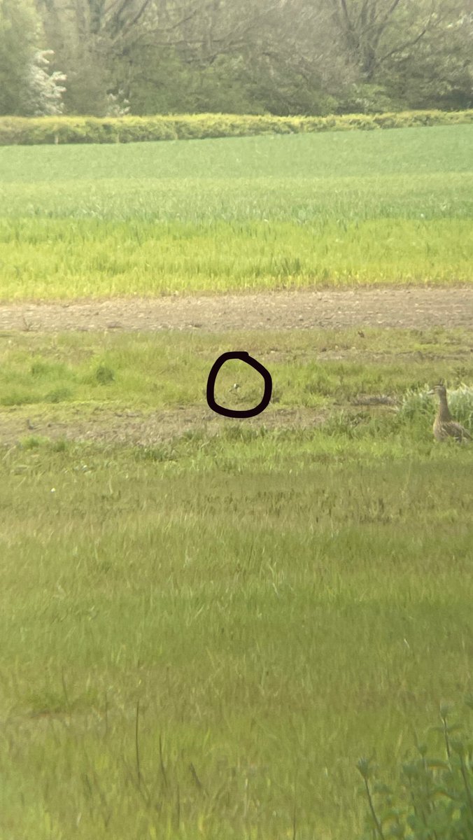 LydiaFarnell's tweet photo. Radio tracking tagged lapwing chicks! They were very cute but couldn’t get a great photo only got a very grainy one. 
#lapwing #conservation #birds 
@Gameandwildlife https://t.co/ZXQwOYkYyv