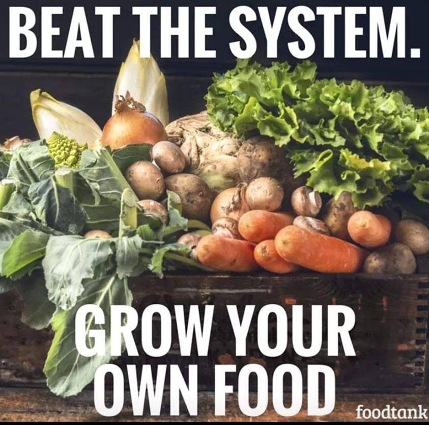 #food #foodshortages #victorygarden #garden #gardening #seeds #nofood #groceries #emptyshelves #nongmo #family