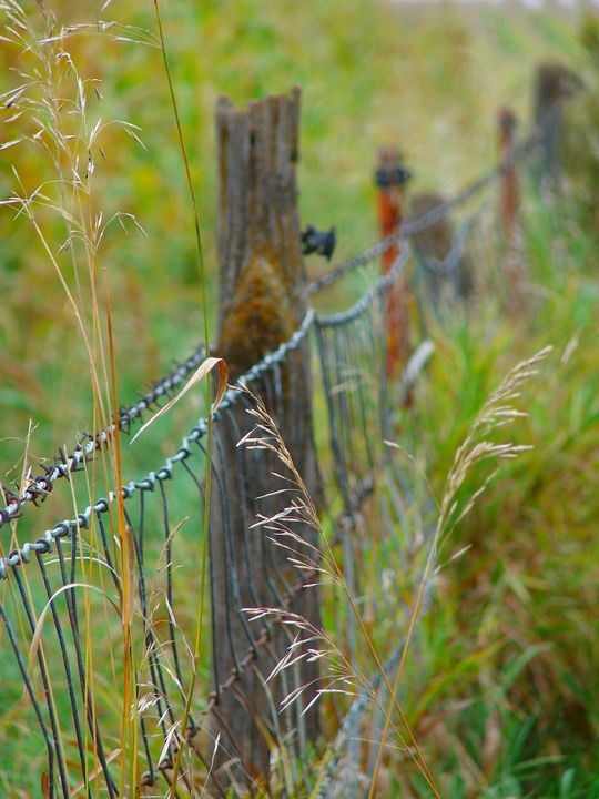 Art of the Day: 'Rural Fence'. Buy at: ArtPal.com/Angelandspot?i…