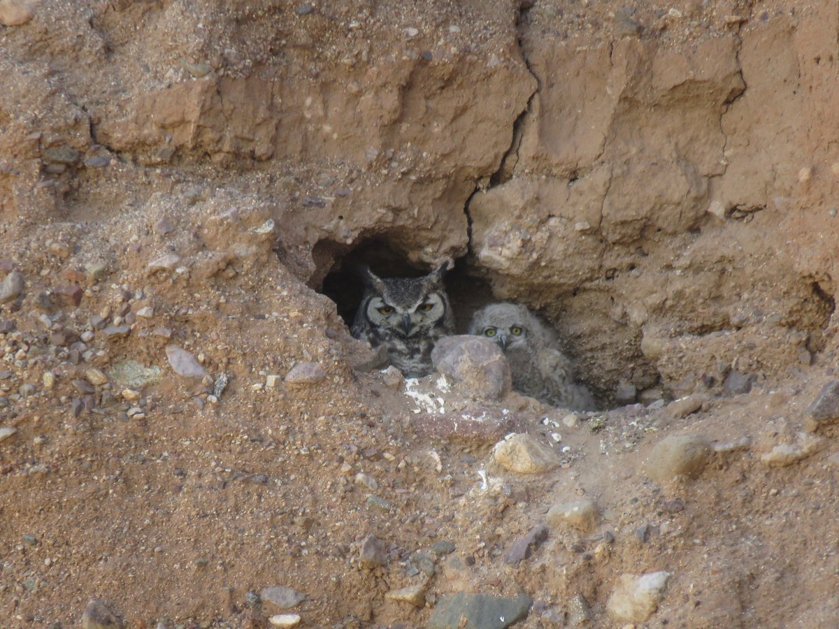 Whooo do we have here? Yay - mama great-horned #owl has at least one #owlet. My guess is there is at least one more, maybe two, behind her. Cave is so deep I never got to see them at tiny fuzz-ball stage.