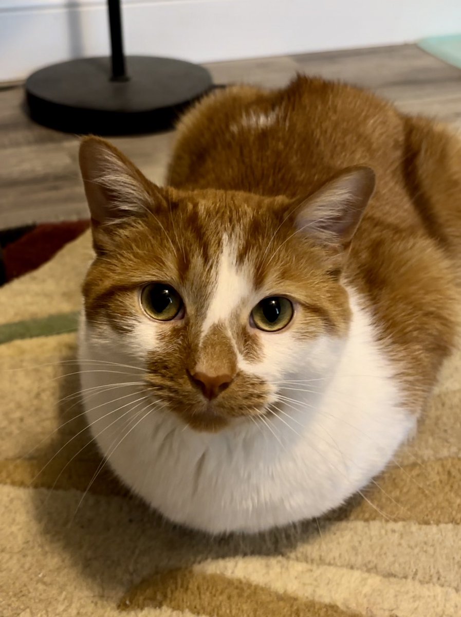 🧡🤍 #kittyloafmonday