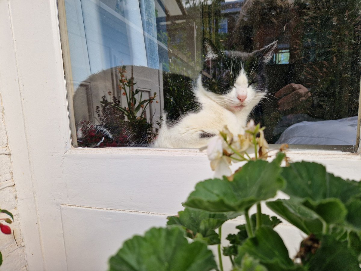 Achter de geraniums