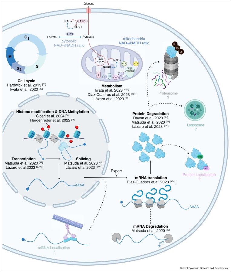 Short review about developmental timing. Check out @azziChiA’s figure including recently proposed/shown mechanisms. 🎊🍾🎉🎊