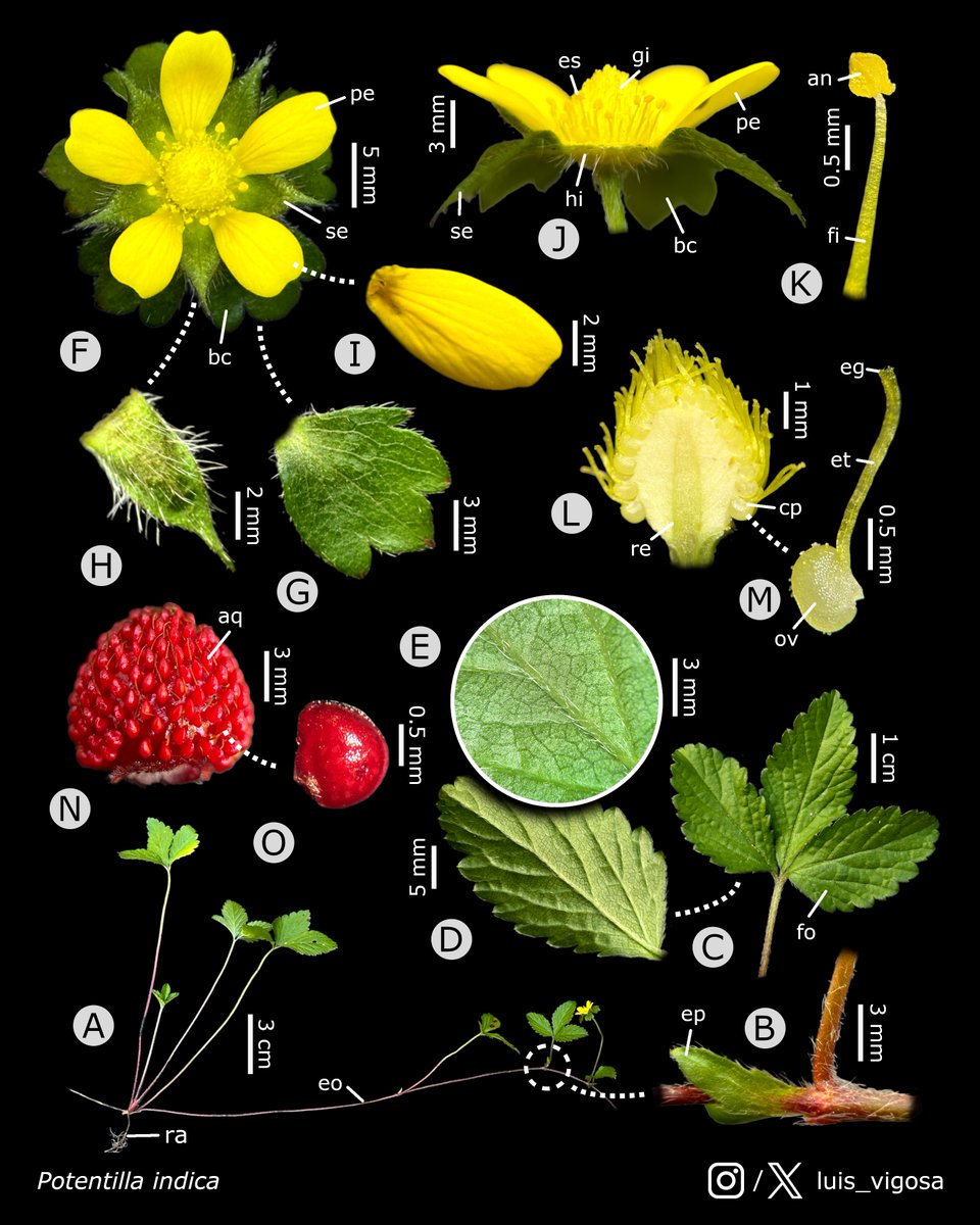 Potentilla indica (Rosaceae)
#botany #flowers #taxonomy #plants