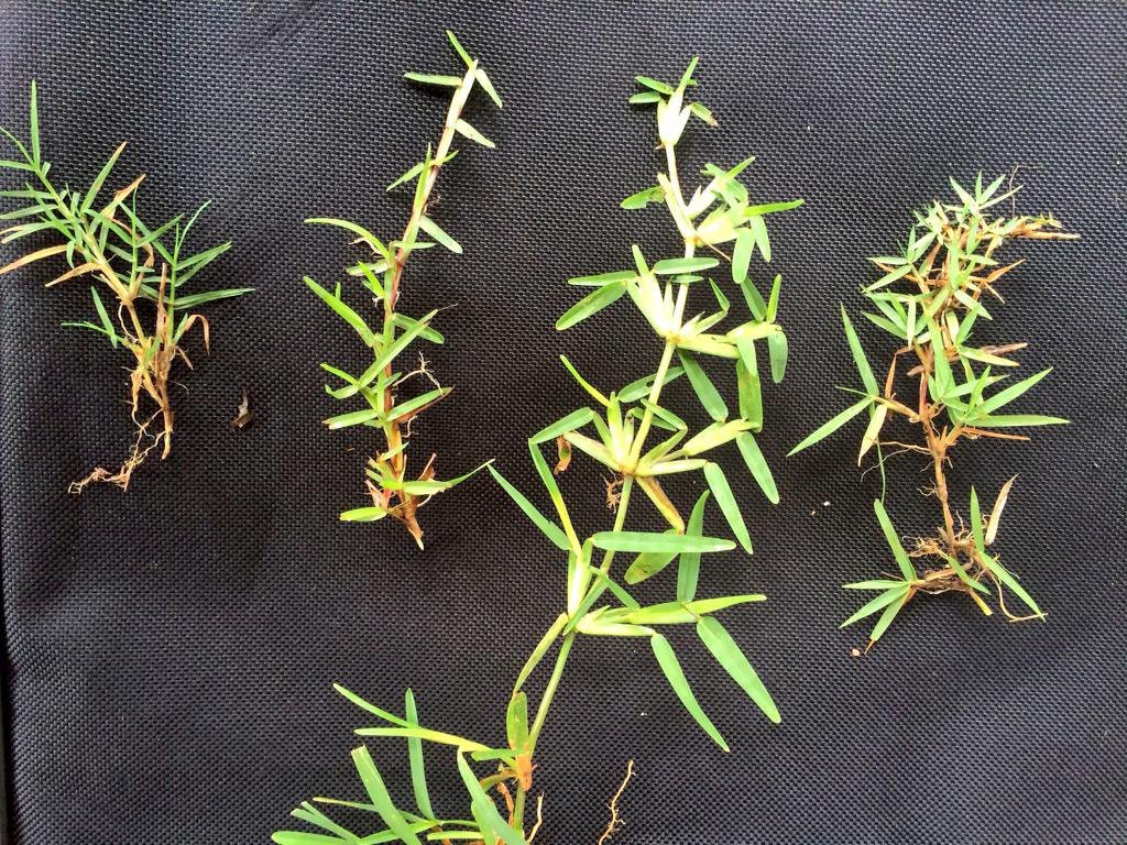 From left to right: bermudagrass, centipedegrass, St. Augustinegrass, and zoysiagrass stolons. Get insights into the centipedegrass conundrum in @ALTurfgrassAsn magazine > theturfzone.com/ata/?ascat=71&…